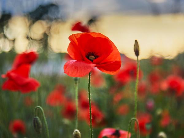 Anzac Day at Milton Ulladulla ExServos Club